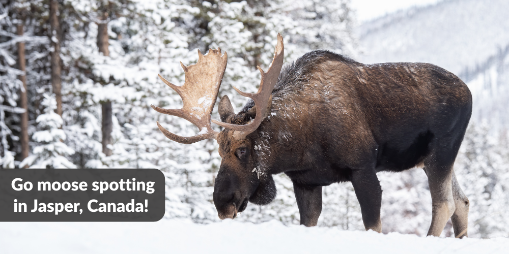 A picture of a Canadian moose