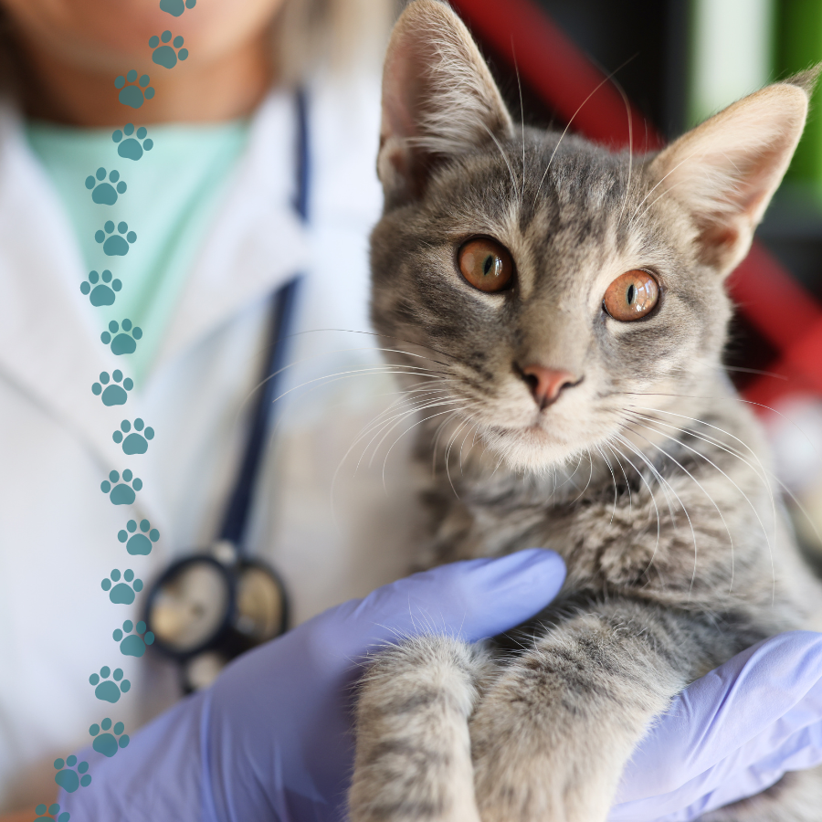 A grey tabby cat
