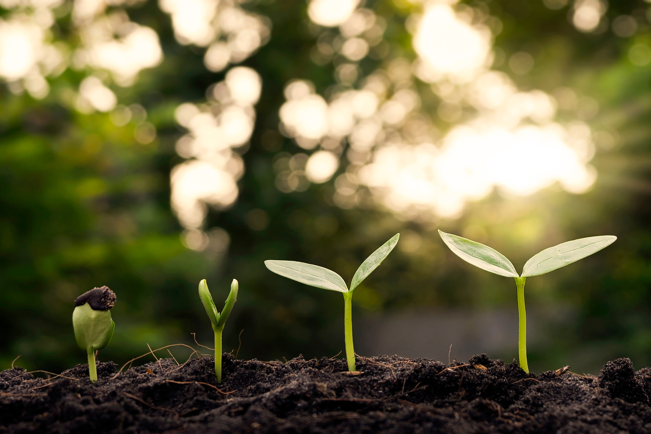 Plants growing out of the soil