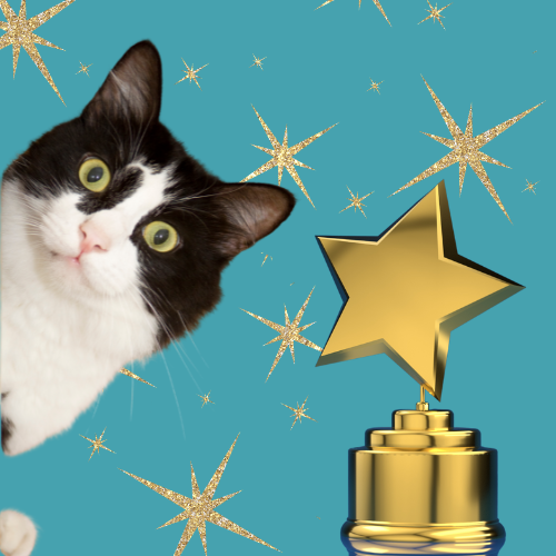 A black and white cat with a gold star shaped award