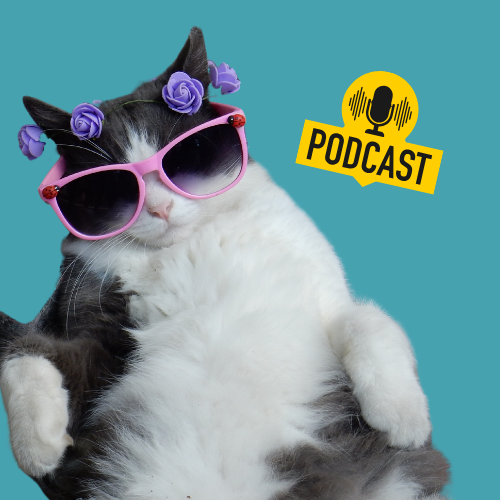A black and white cat with pink sunglasses