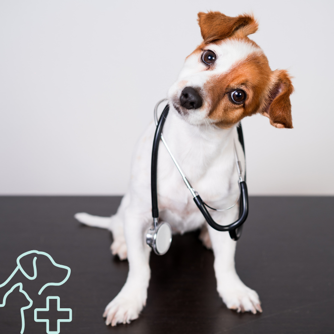 A dog with a stethoscope around its neck and its head tilted to the side